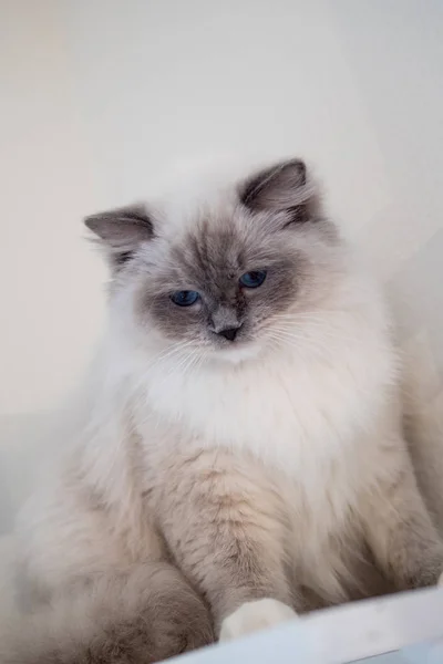 Grazioso ritratto di gatto ragdoll con bellissimi colori e modelli — Foto Stock