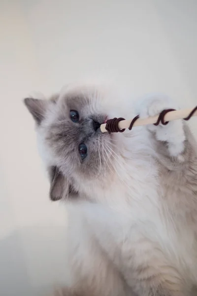 Indah potret boneka kucing dengan warna yang indah dan pola — Stok Foto