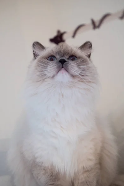 Retrato de gato bonito ragdoll com belas cores e padrões — Fotografia de Stock