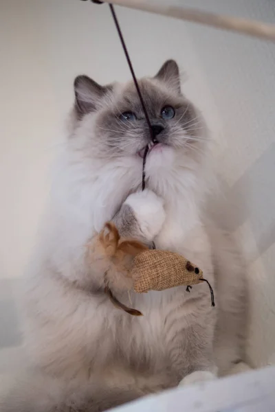 Precioso retrato de gato ragdoll con hermosos colores y patrones — Foto de Stock