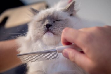 Güzel renkler ve desenler ile güzel Ragdoll kedi portre