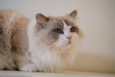 Güzel renkler ve desenler ile güzel Ragdoll kedi portre