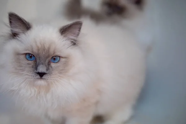 Retrato de gato bonito ragdoll com belas cores e padrões — Fotografia de Stock