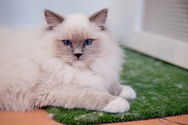 Mooie Ragdoll Cat portret met mooie kleuren en patronen — Stockfoto