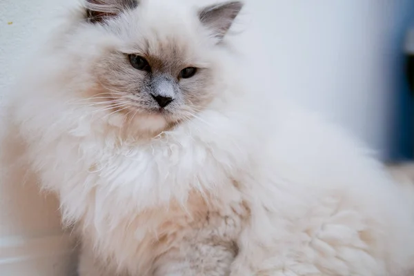 Indah potret boneka kucing dengan warna yang indah dan pola — Stok Foto