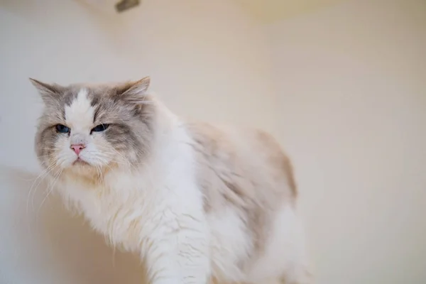 아름 다운 색상과 패턴으로 사랑 스러운 래그 돌 고양이 초상화 — 스톡 사진