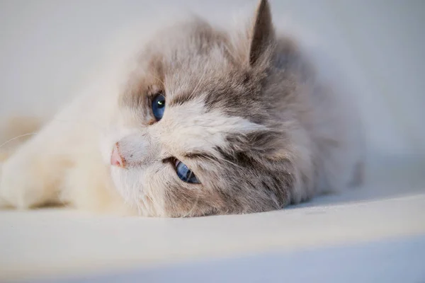 Retrato de gato bonito ragdoll com belas cores e padrões — Fotografia de Stock