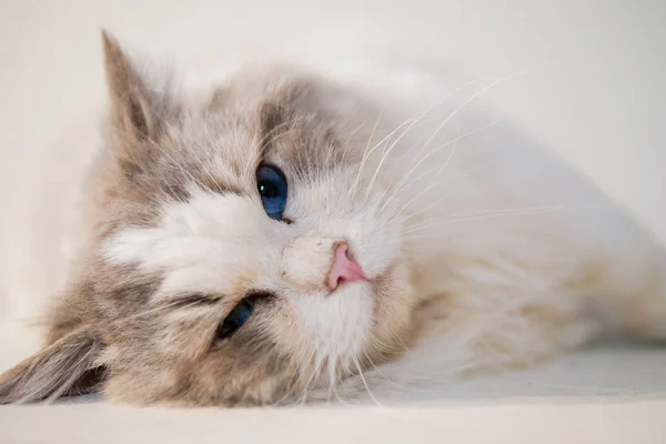 Joli portrait de chat ragdoll avec de belles couleurs et de beaux motifs — Photo