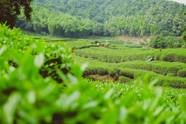 Hangzhou Green Tea Garden, China