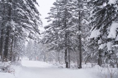 Vadide güzel kar manzarası