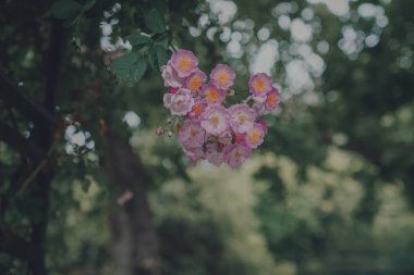 Şehirdeki gül bahçesi baharda çiçek açıyor.