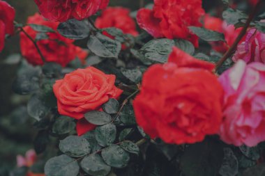 Şehirdeki gül bahçesi baharda çiçek açıyor.