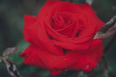 Şehirdeki gül bahçesi baharda çiçek açıyor.