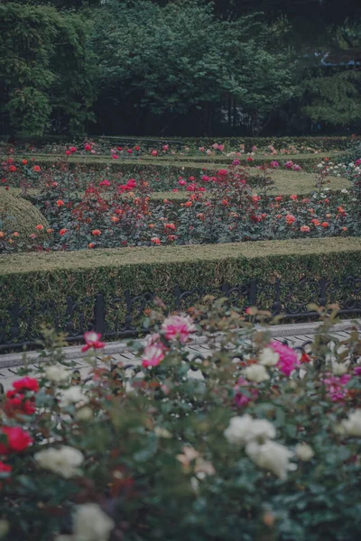 Tavasszal Virágzik Rózsakert Városban — Stock Fotó