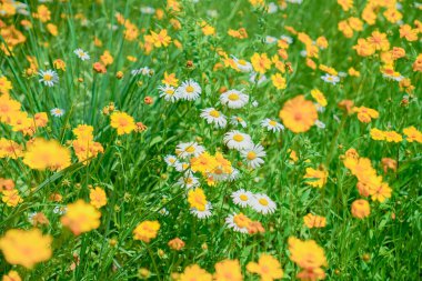 Şehir parkında sepetli papatyalar ve kızlar