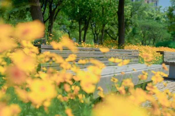 Маргаритки Девушки Корзинами Городском Парке — стоковое фото