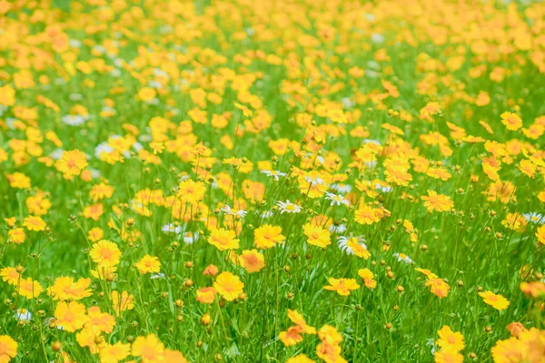 Daisies Lányok Kosarak Városi Parkban — Stock Fotó