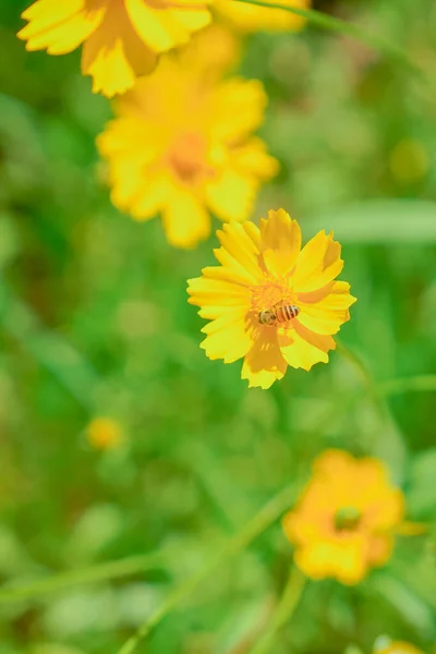 Margherite Bambine Con Cestini Nel Parco Urbano — Foto Stock