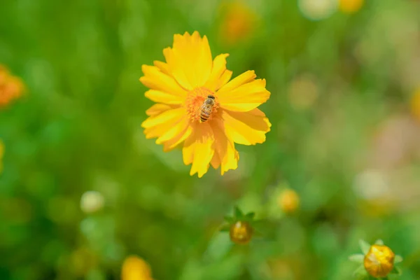 Margherite Bambine Con Cestini Nel Parco Urbano — Foto Stock