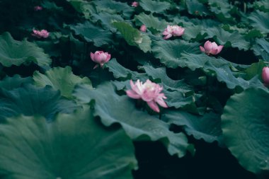 Göletteki nilüfer tomurcuklanıyor.