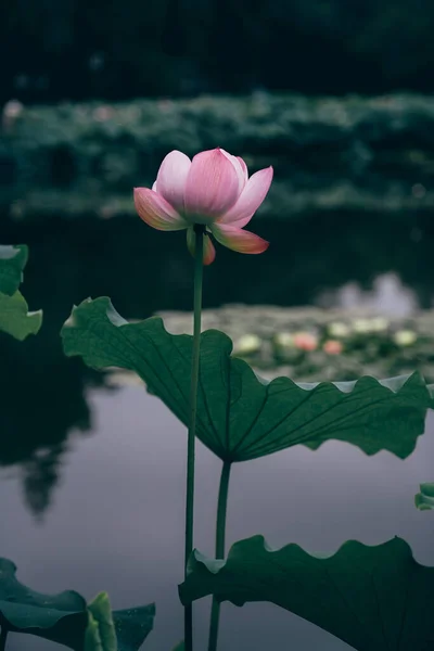 池の蓮が満開です — ストック写真