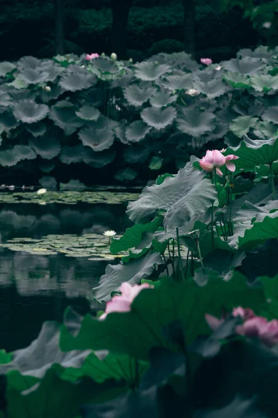 Lótus Lagoa Está Plena Floração — Fotografia de Stock