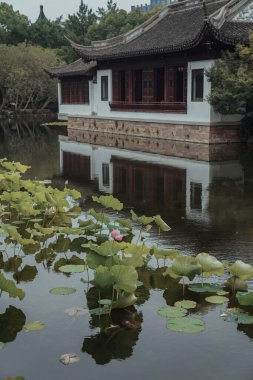 Göletteki nilüfer tomurcuklanıyor.