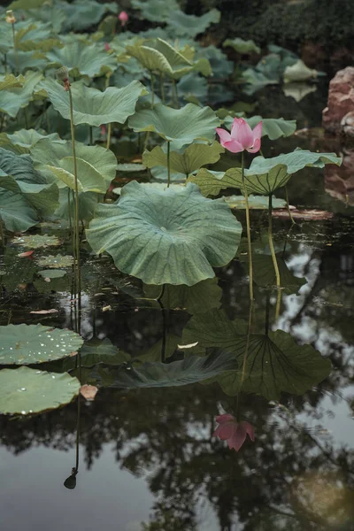 The lotus in the pond is in full bloom