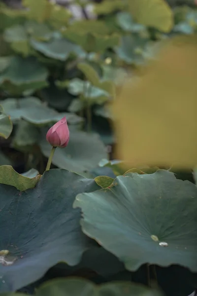 Lotus Pond Full Bloom — Stock Photo, Image