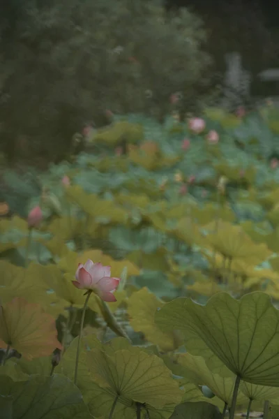 Lotusen Dammen Full Blom — Stockfoto