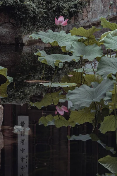 Lotos Jezírku Plném Rozkvětu — Stock fotografie