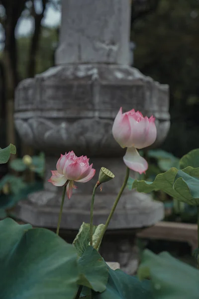 Der Lotus Teich Steht Voller Blüte lizenzfreie Stockbilder