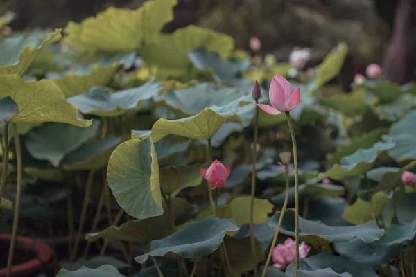 Der Lotus Teich Steht Voller Blüte Stockfoto