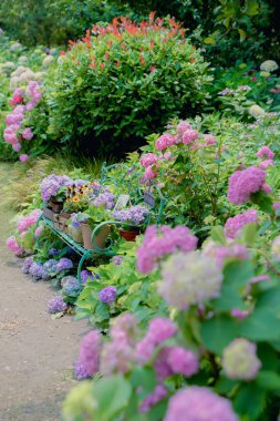 Yağmur mevsiminde ortanca bahçesi