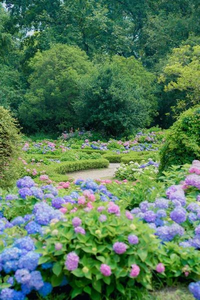 Jardín Hortensias Temporada Lluvias — Foto de Stock