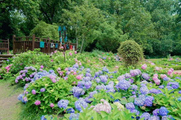 Hortensia Tuin Het Regenseizoen — Stockfoto