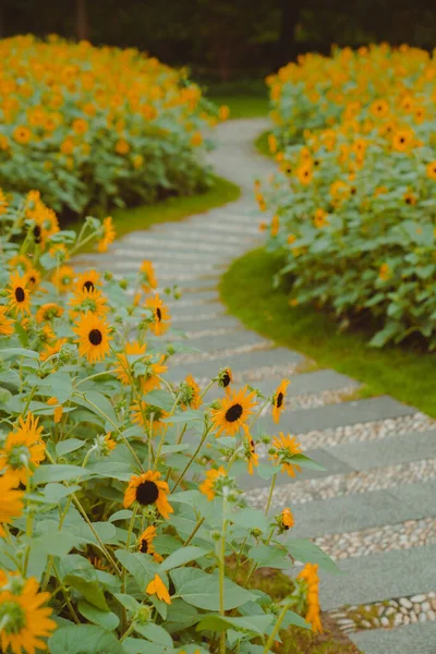 Schöne Sonnenblumen Die Sommer Blühen Natürlich Und Schön — Stockfoto