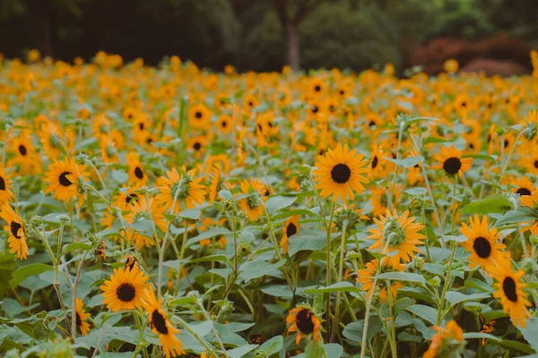 Beaux Tournesols Fleurissant Été Naturel Beauté — Photo