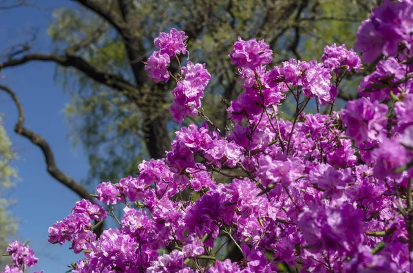 Los Arbustos Florecientes Rododendro Contra Cielo Azul Primavera Día Soleado — Foto de Stock