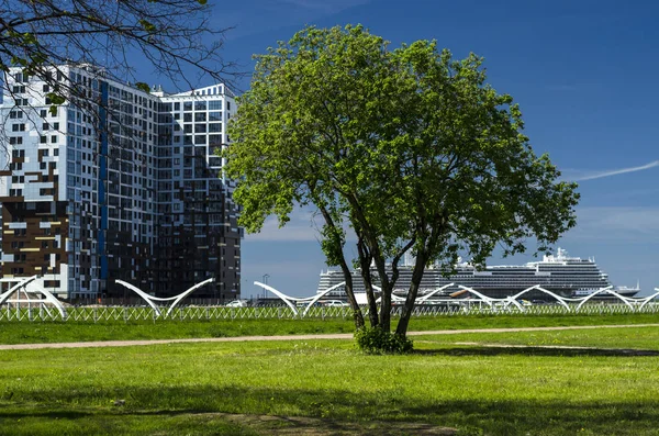 Lonely tree on the background of a cropped lawn. Green tree on the background of a beautiful modern apartment building and a large cruise ship