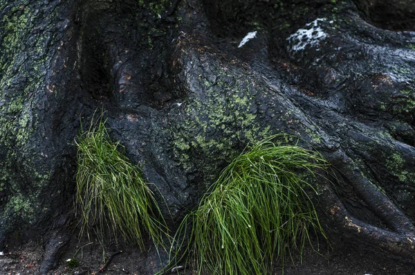 Kořeny Stromu Mechu Trávy — Stock fotografie