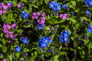Mavi mor bahar campanula'lar. Güzel çiçekler yakın çekim arka planlar ve kartları için. Renkli çayır ve çim çiçek. Düz yatıyordu