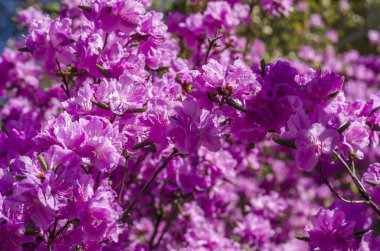 Çiçekli çalılar ormangülü mavi gökyüzü. Bahar güneşli gün ve parlak çiçek açan bush yakın çekim mor. Parlak çiçek tebrik kartı.