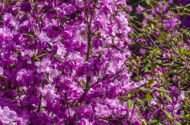 Çiçekli çalılar ormangülü mavi gökyüzü. Bahar güneşli gün ve parlak çiçek açan bush yakın çekim mor. Parlak çiçek tebrik kartı.