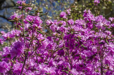 Çiçekli çalılar ormangülü mavi gökyüzü. Bahar güneşli gün ve parlak çiçek açan bush yakın çekim mor. Parlak çiçek tebrik kartı.