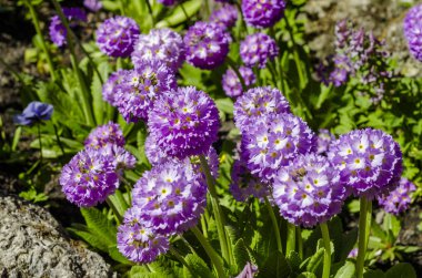 Bahar'ın bahçesinde mor küresel campanula'lar yakın çekim. Parlak çiçek tebrik kartı.