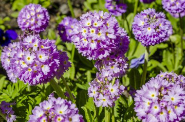 Bahar'ın bahçesinde mor küresel campanula'lar yakın çekim. Parlak çiçek tebrik kartı.