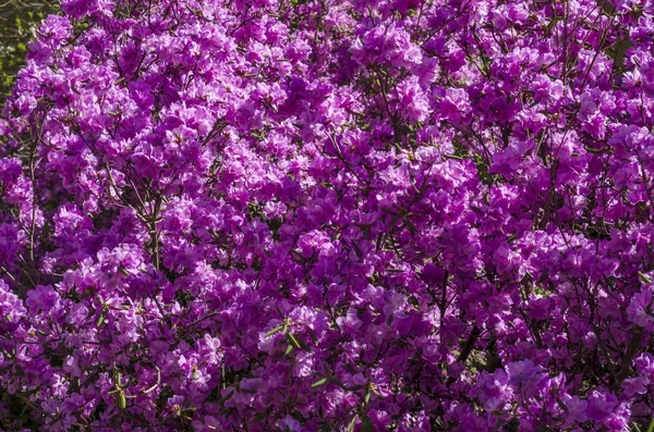 Virágzó Cserjék Rhododendron Ellen Kék Tavaszi Napsütésben Virágzó Világos Lila — Stock Fotó