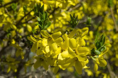 Bahar bahçe bir yeşil çim bahçesinde çiçek açmış. Çiçekli bitkiler botanik bahçe. Sarı çiçek Forzition çalı. Botanik Bahçe, büyük Petro, St. Petersburg.