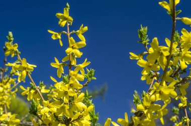 Bahar bahçe bir yeşil çim bahçesinde çiçek açmış. Çiçekli bitkiler botanik bahçe. Sarı çiçek Forzition çalı. Botanik Bahçe, büyük Petro, St. Petersburg.